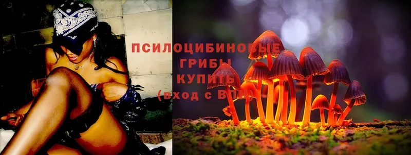 ОМГ ОМГ ССЫЛКА  Тверь  Галлюциногенные грибы Psilocybe 